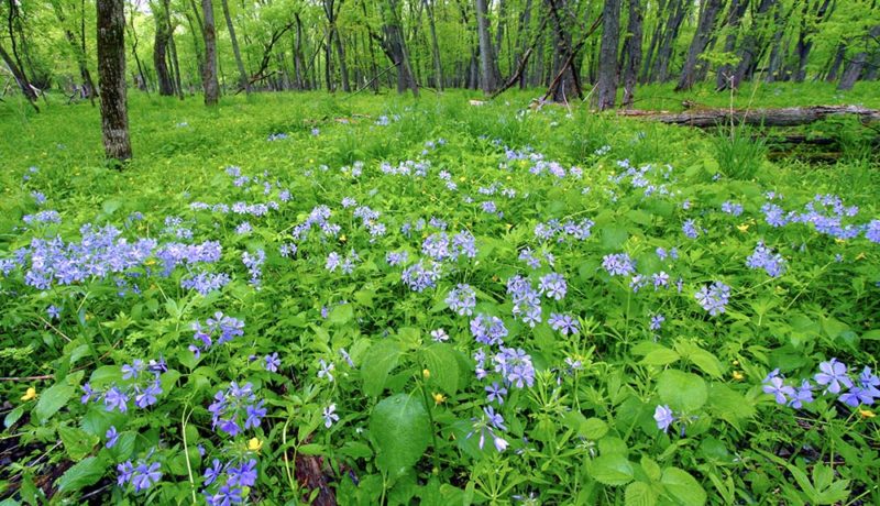 Spring-Cleaning-in-Western-Springs-Illinois