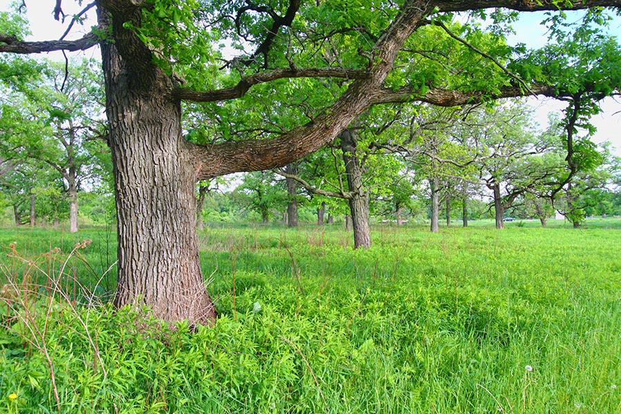 trees in a forest in Illinois